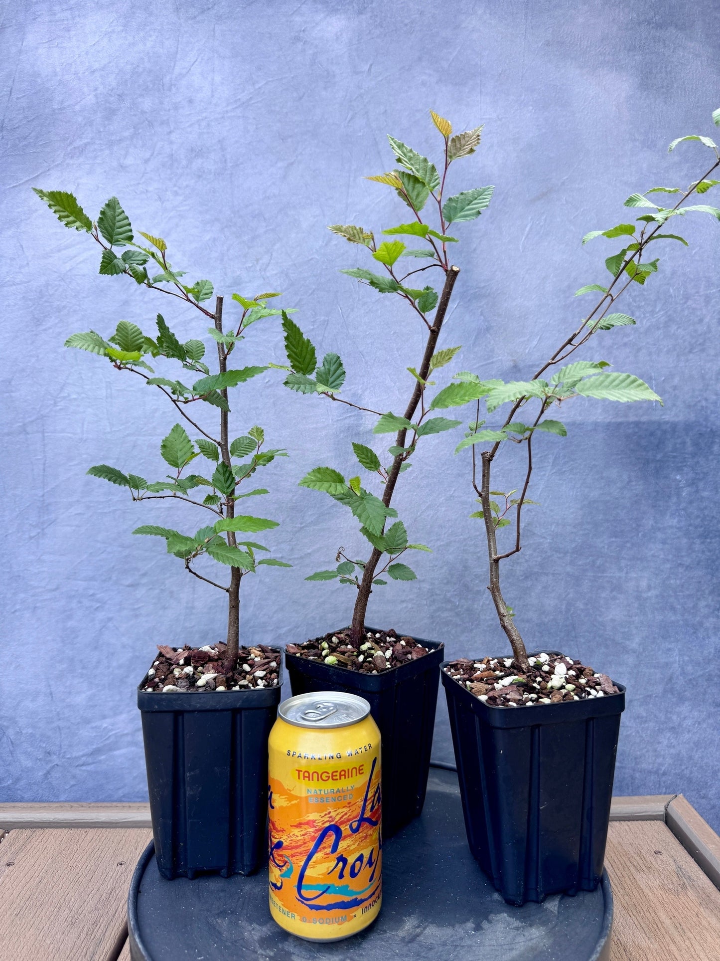 Korean Hornbeam