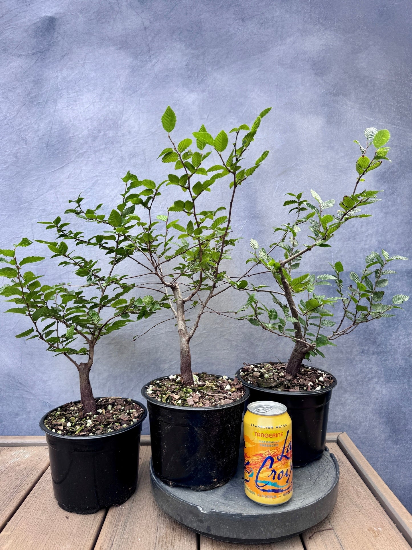 Korean Hornbeam