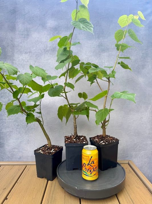 Littleleaf Linden