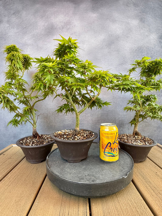 Mikawa Yatsubusa Seedlings