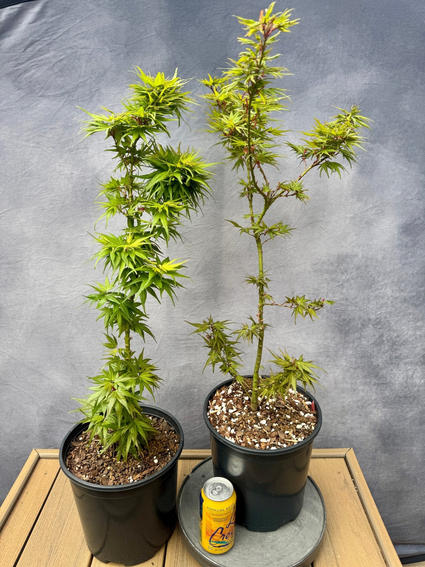 Mikawa Yatsubusa Seedlings