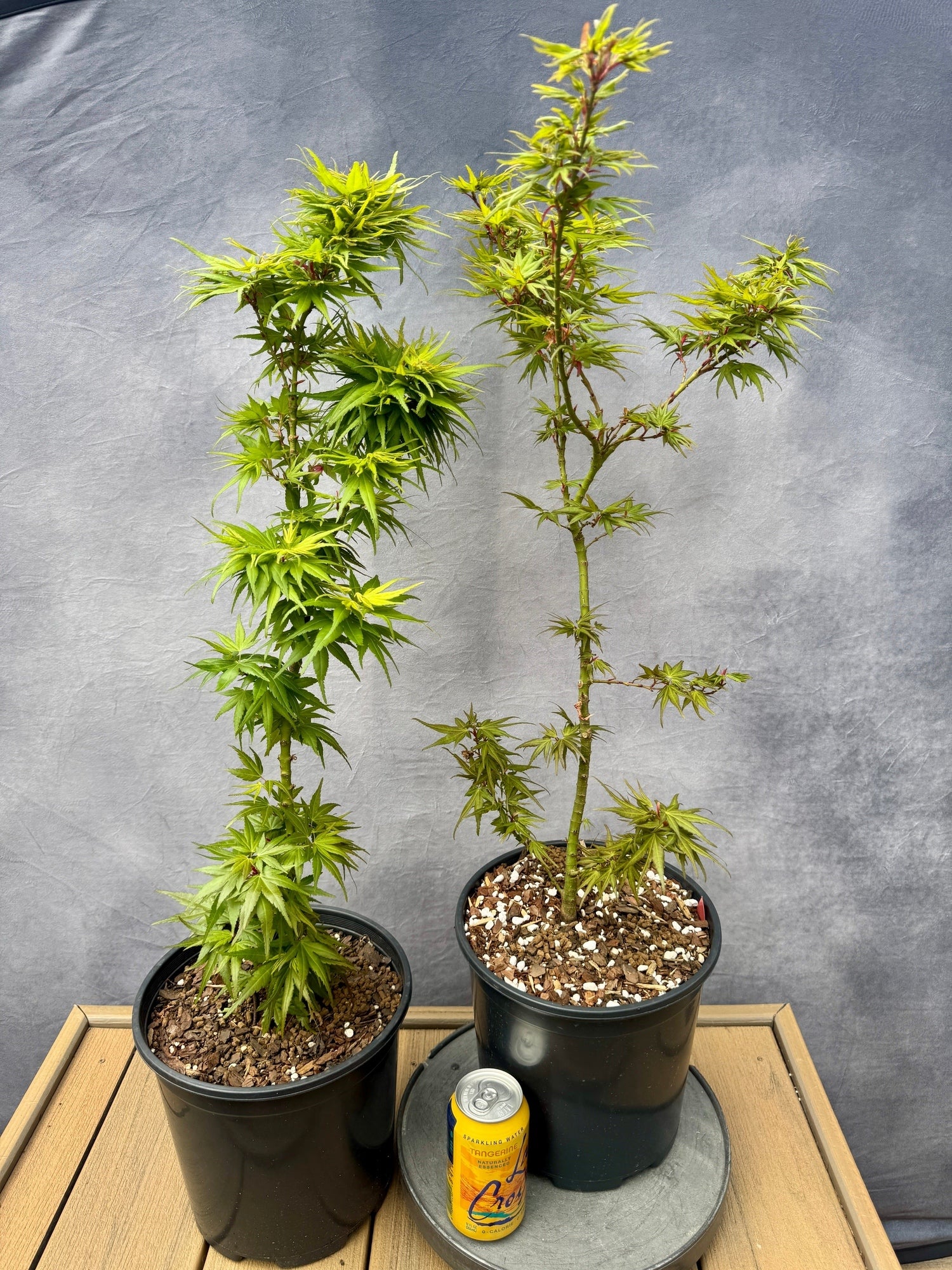 bonsai adenau Arching Juniper Bonsai Tree