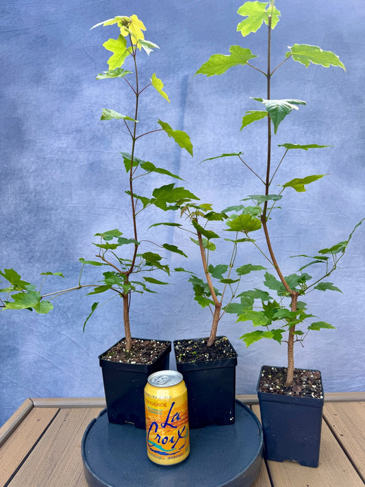 Miaotai Maple