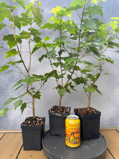 Miaotai Maple