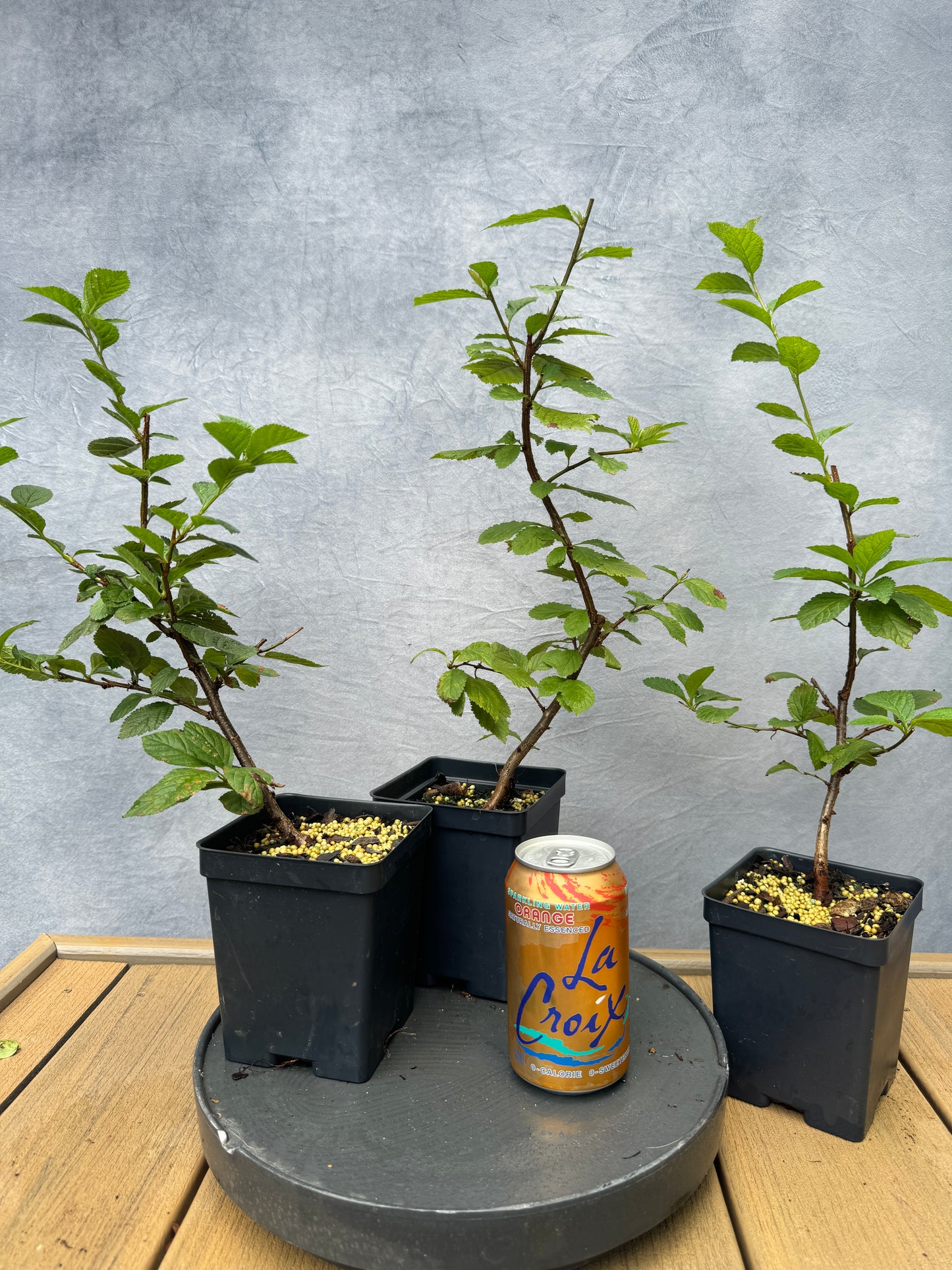 Nanking Cherry
