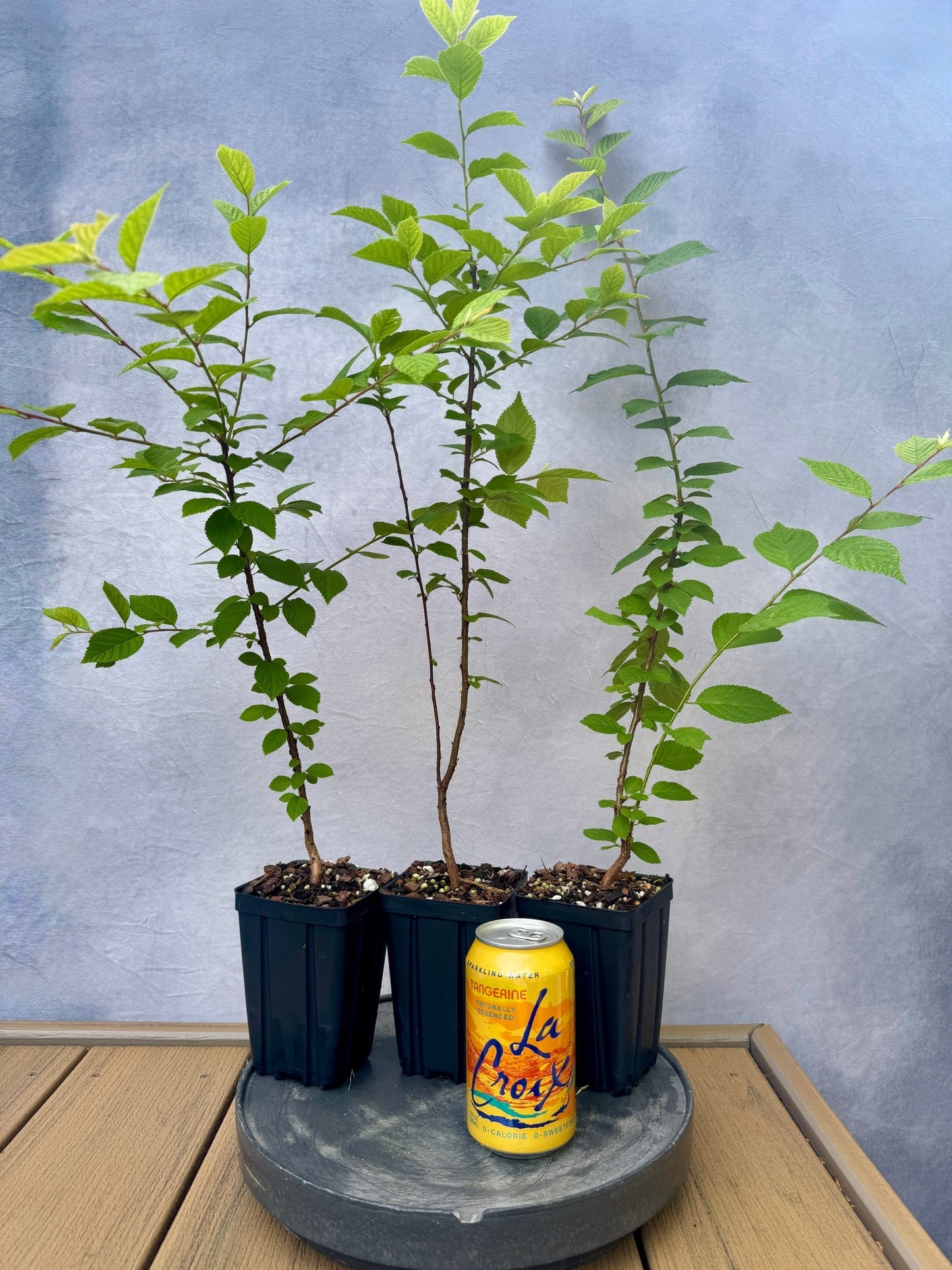 Nanking Cherry