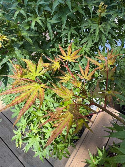 'Nishiki Gawa' Grafted Japanese Maple