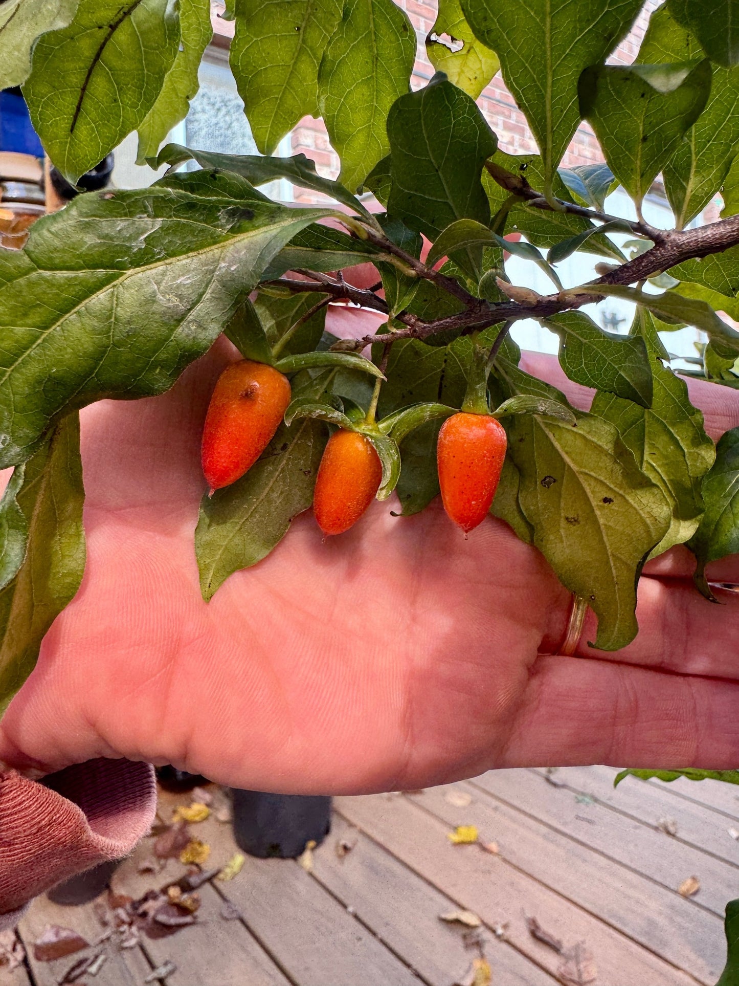 Female Princess Persimmon #1