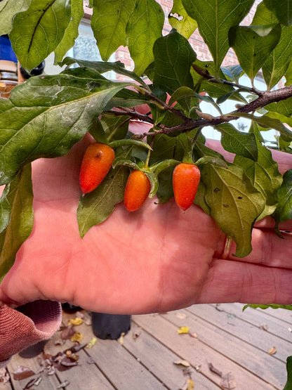 Female Princess Persimmon #1