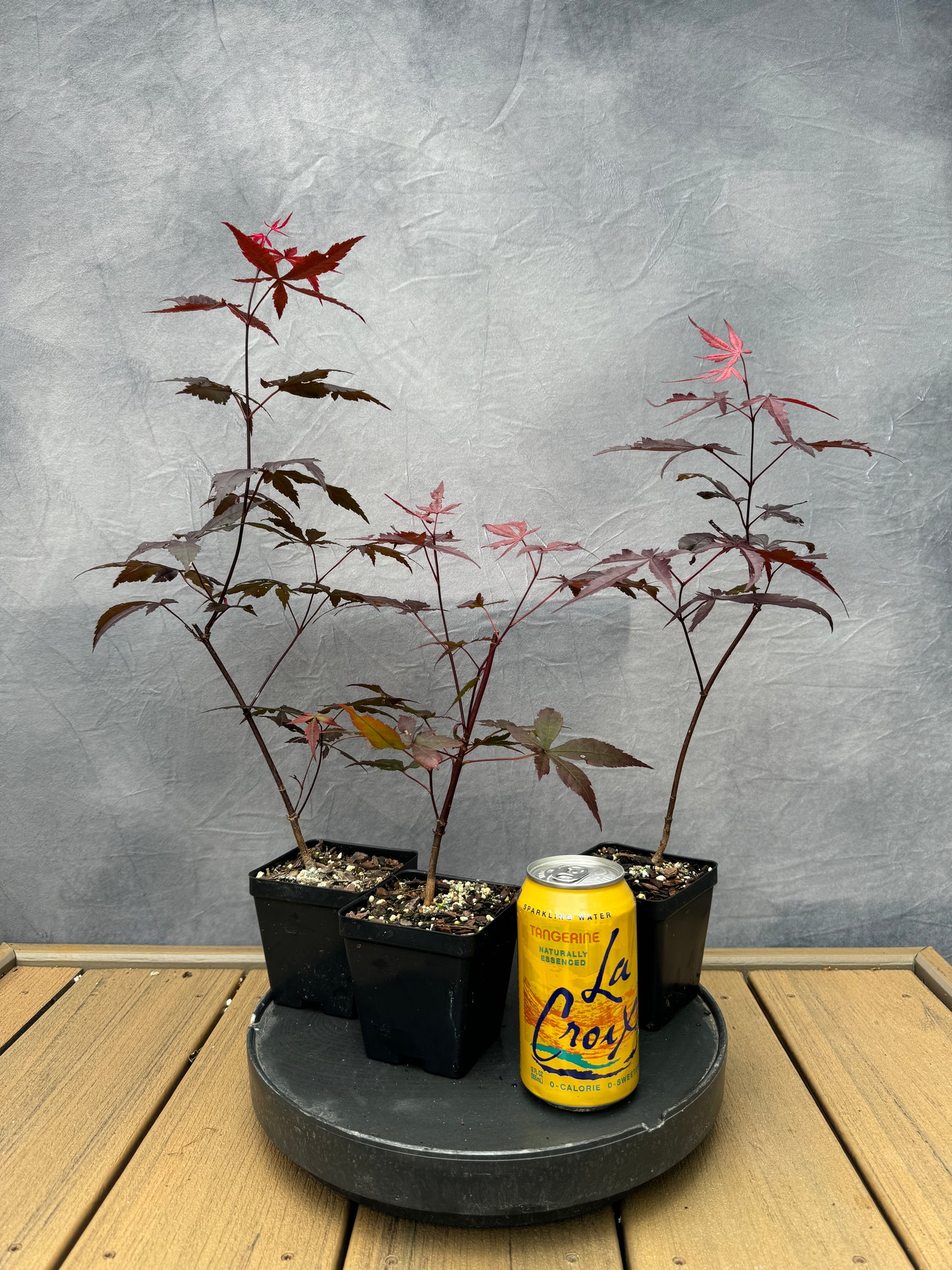 Red Japanese Maple