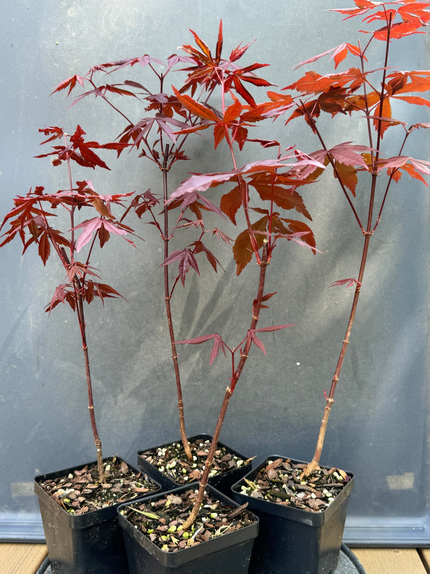 Red Japanese Maple