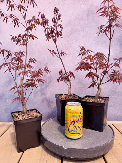 Red Japanese Maple