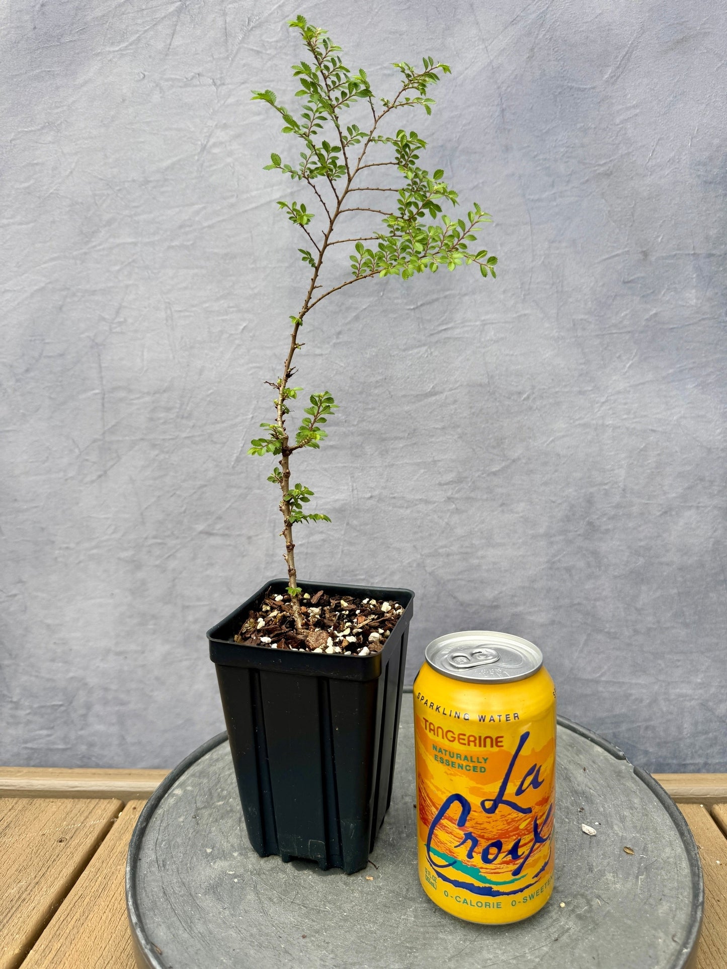 Seiju Dwarf Elm