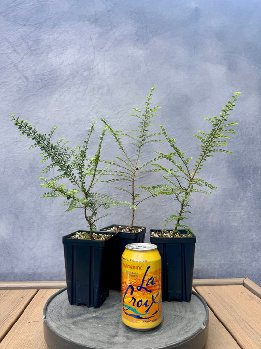 Seiju Dwarf Elm
