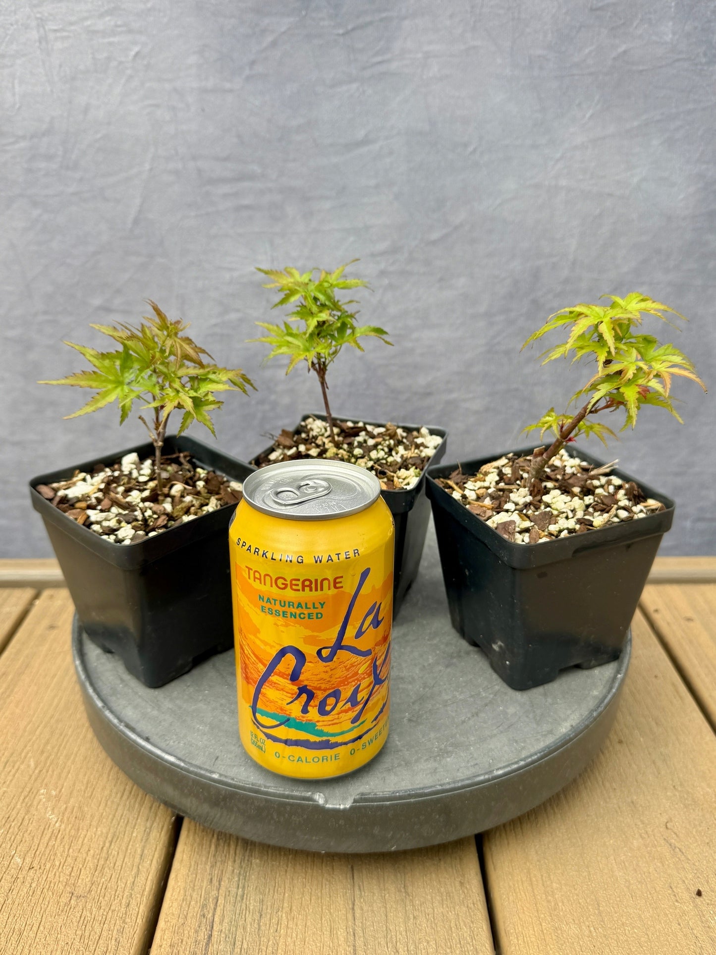 'Sharps Pygmy' Japanese Maple - Cutting Grown