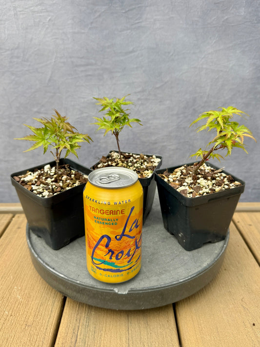 'Sharps Pygmy' Japanese Maple - Cutting Grown