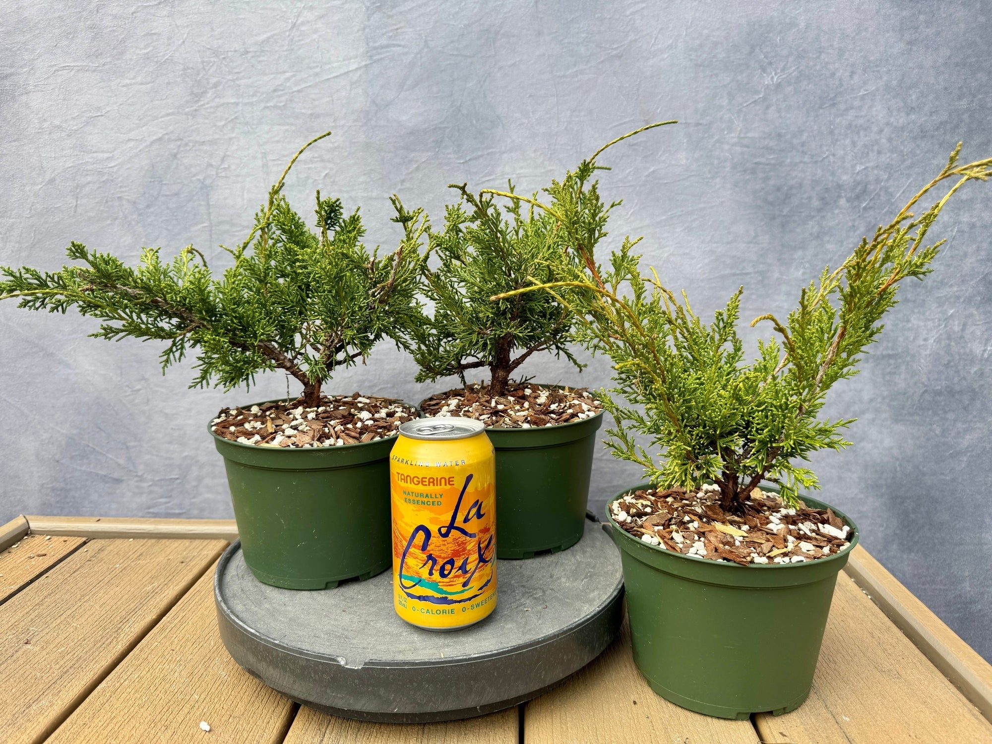 P.Fubuki pup（shizen plants） Shimpaku Juniper | Appalachian Plantworks