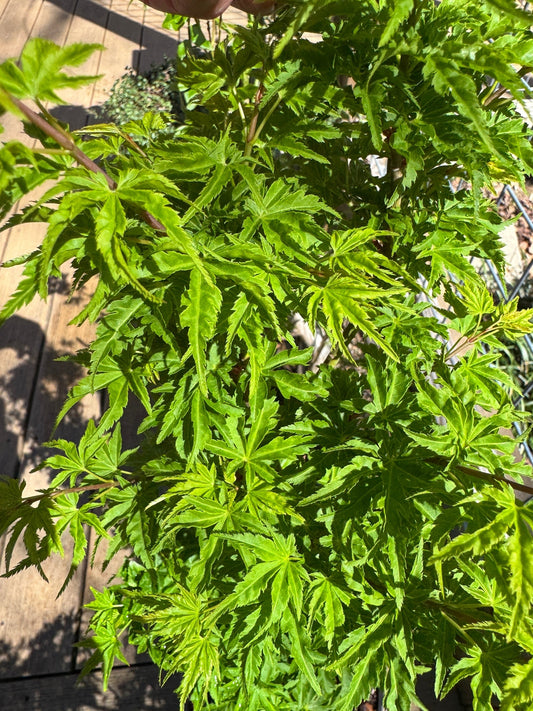 'Shishigashira' Grafted Japanese Maple