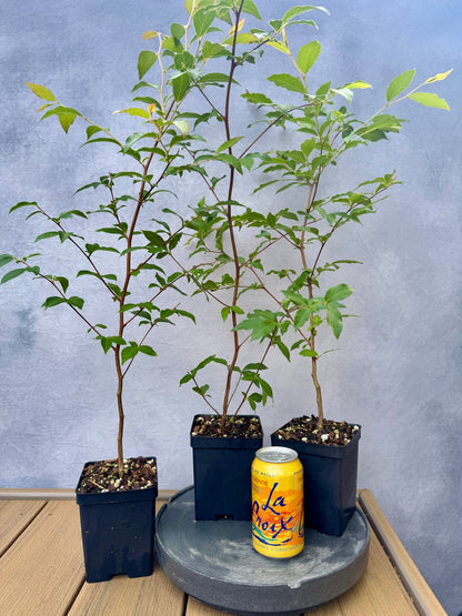 Stewartia Monadelpha