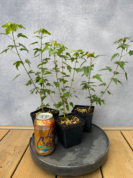 Trident Maple - Cutting Grown