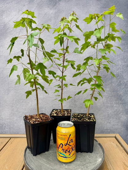 Trident Maple