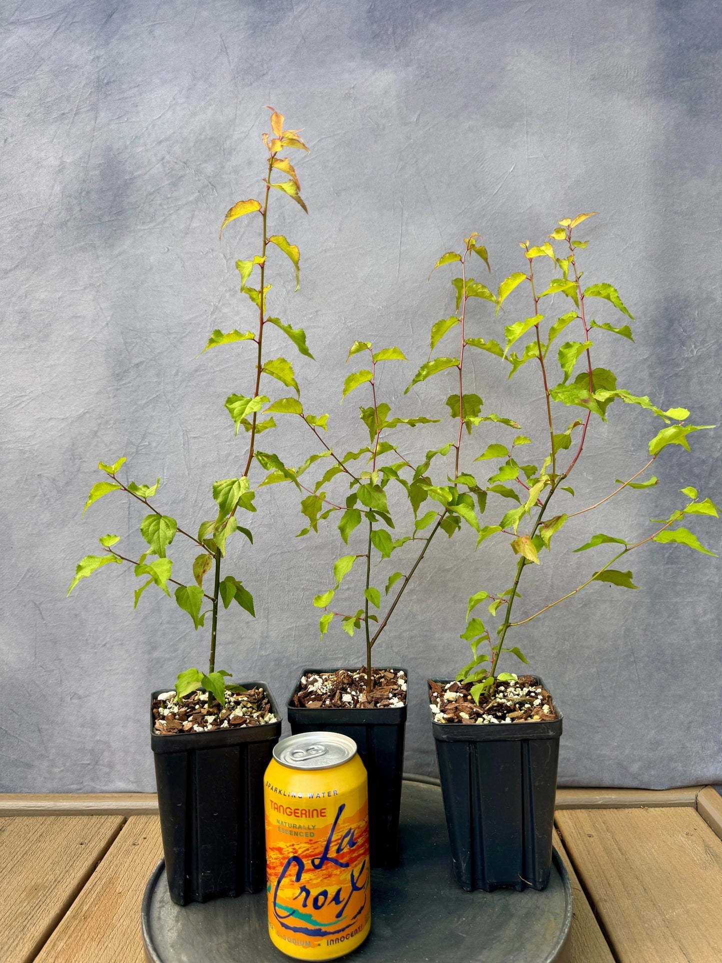 Ume Japanese Flowering Apricot