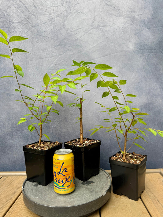 Weeping Higan Cherry