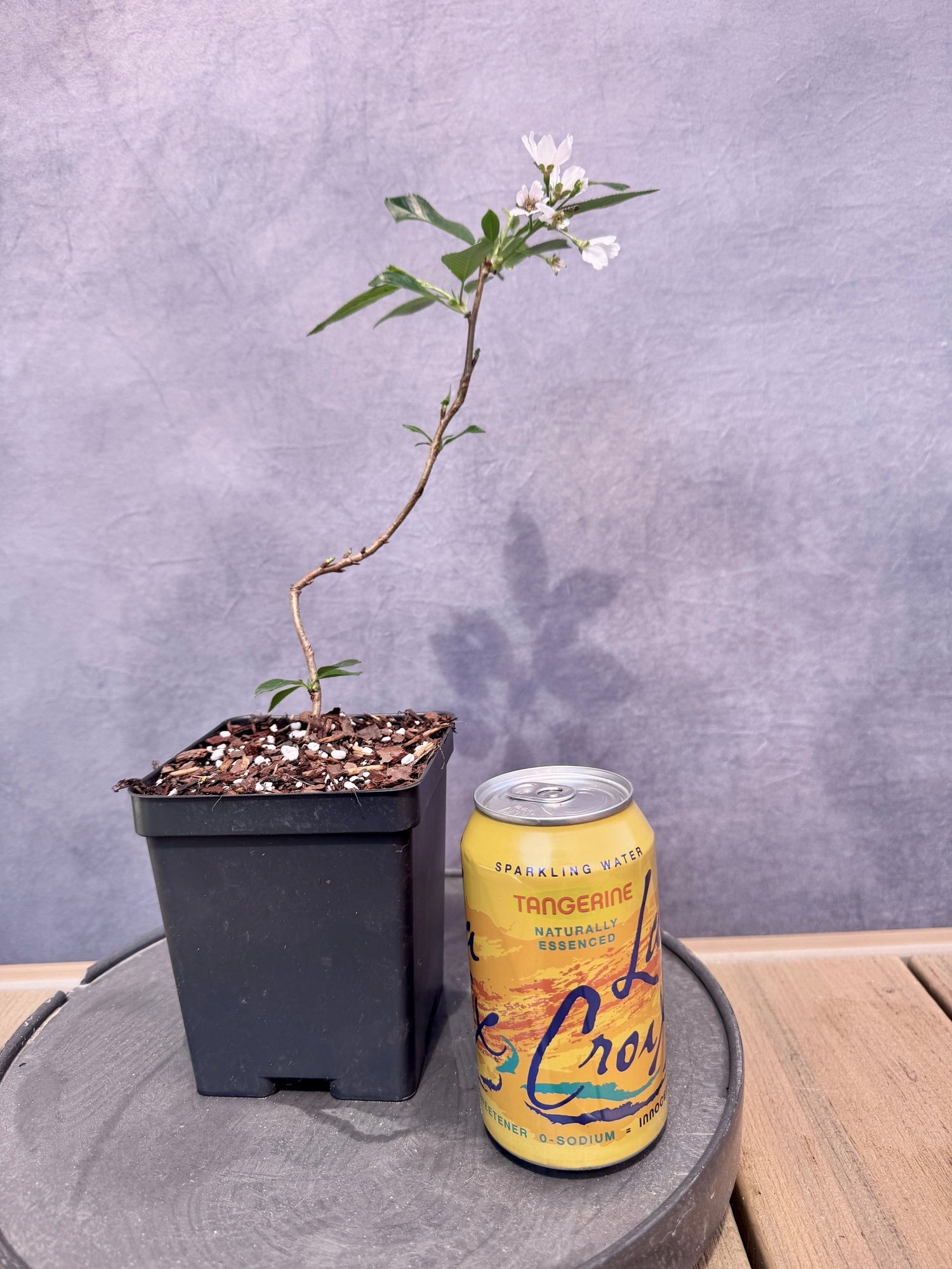yoshino cherry tree bonsai Yoshino Cherry