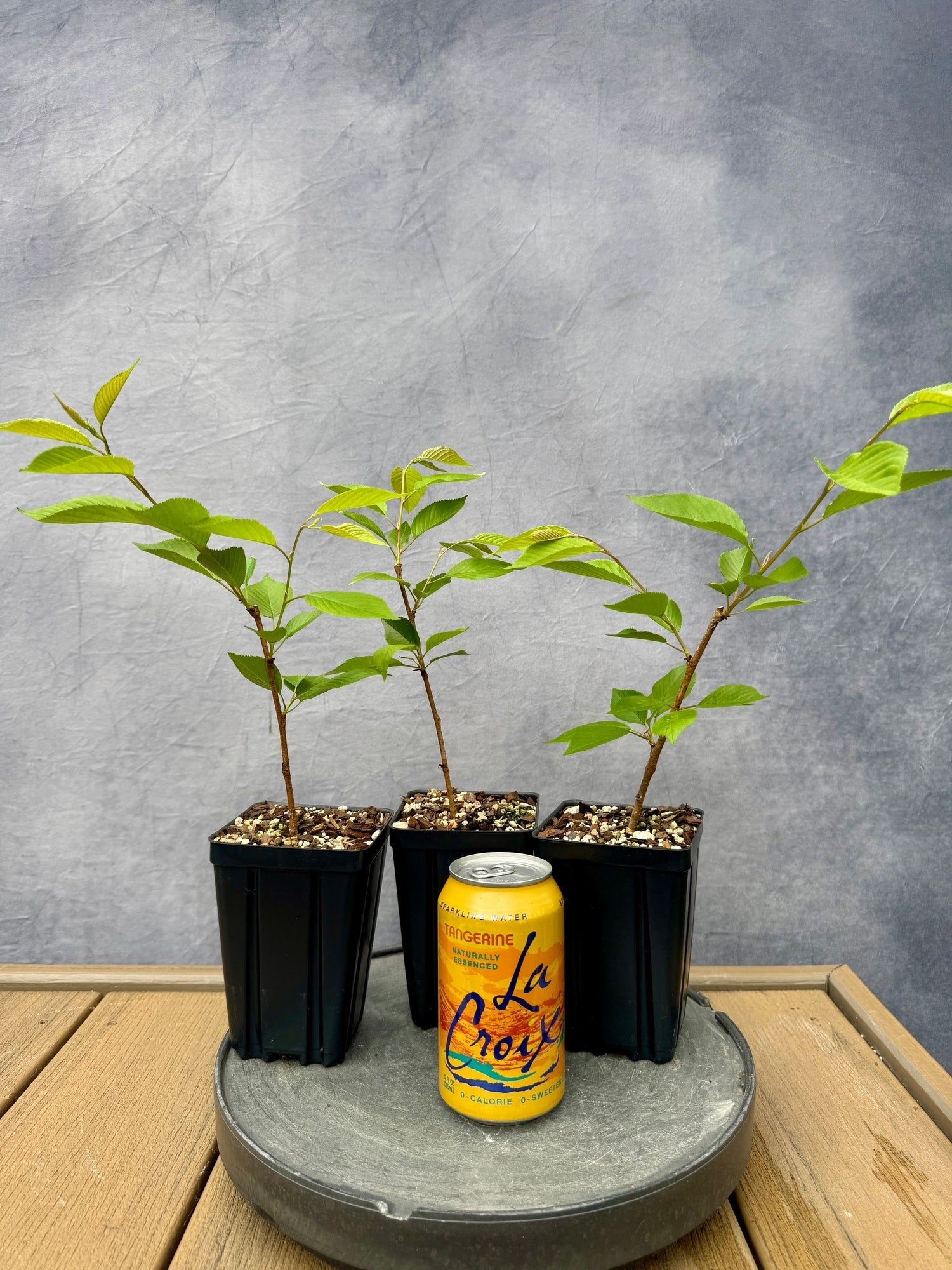 yoshino cherry tree bonsai Yoshino Cherry