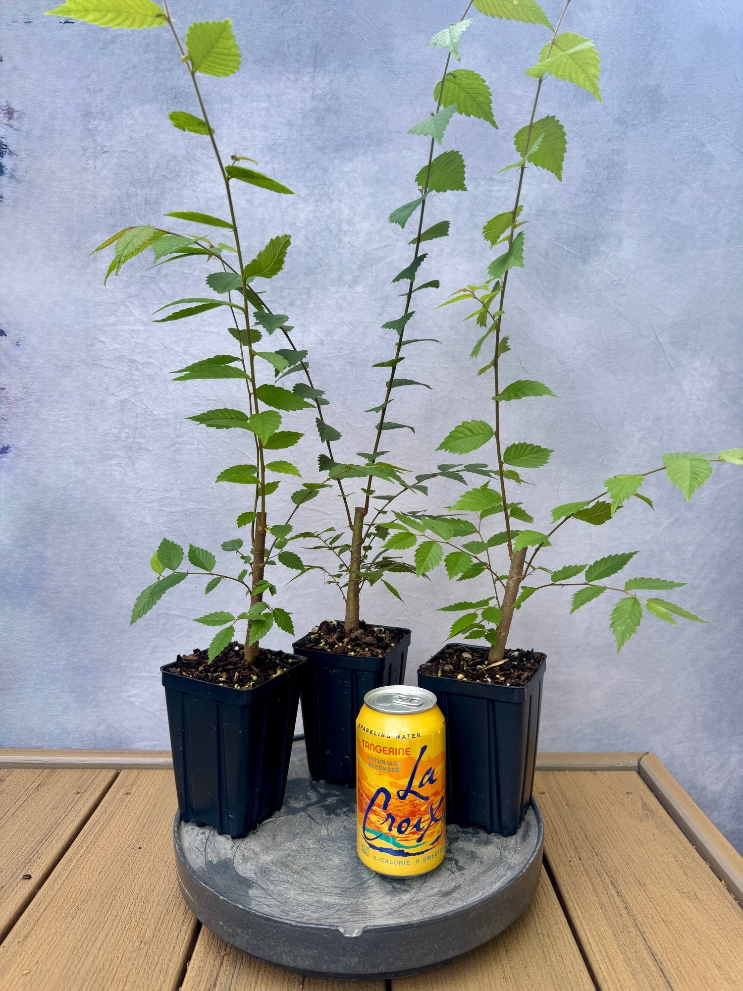 植栽 Zelkova | Appalachian Plantworks