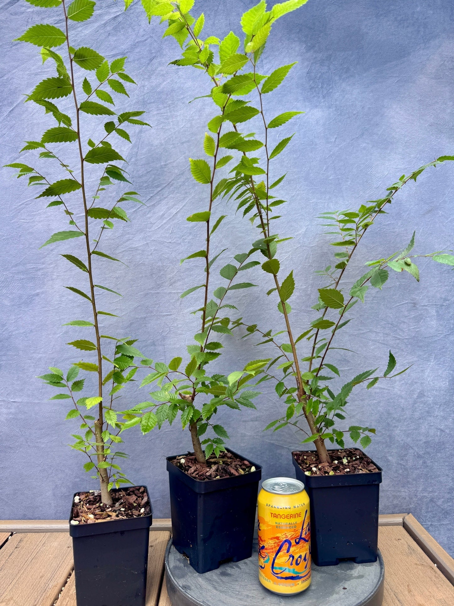 Zelkova