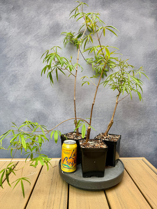 Rare Acer Pentaphyllum