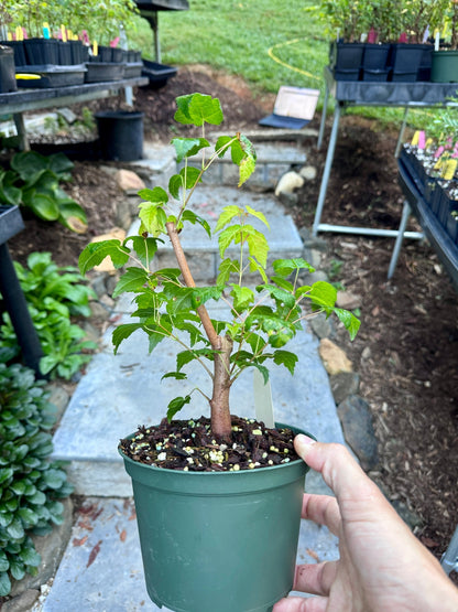 Amur Flame Maple