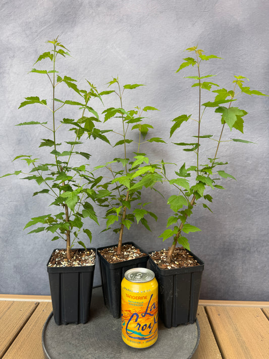 Flame Amur Maple