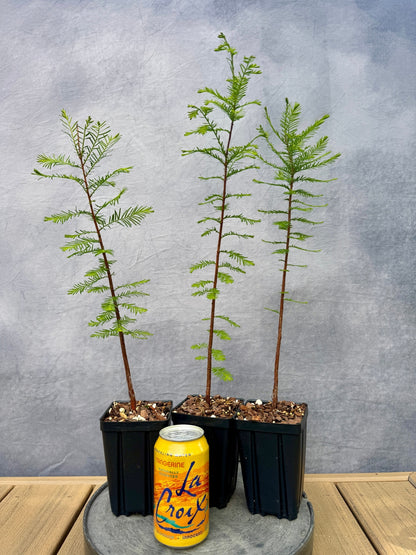 Bald Cypress