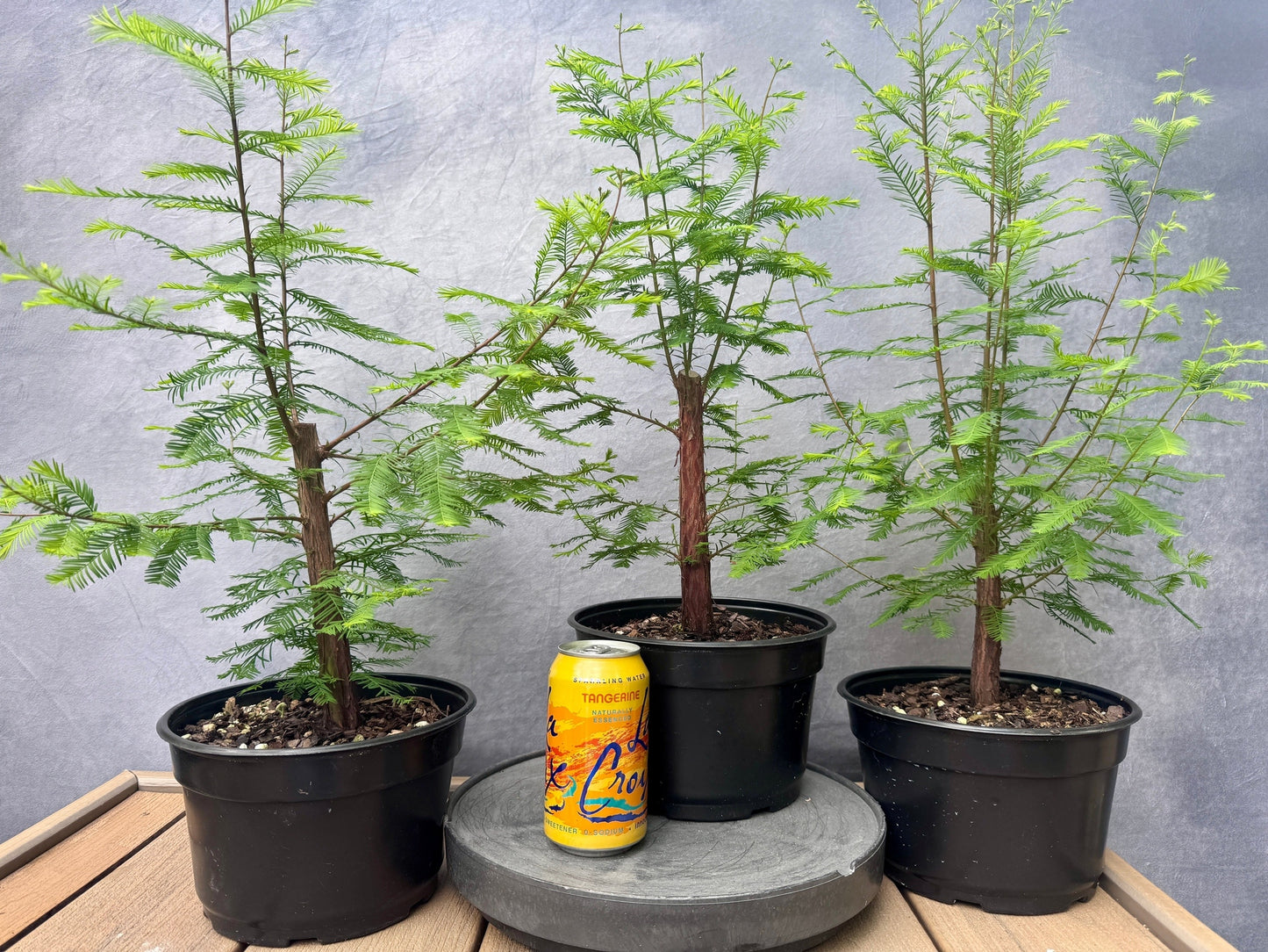 Bald Cypress