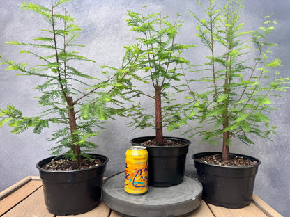 Bald Cypress