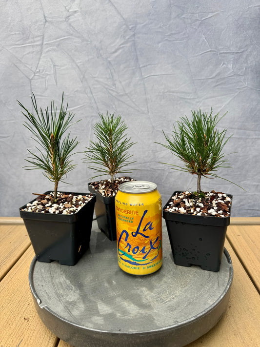 Bosnian Pine