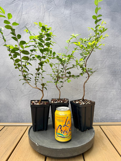 Chinese Elm