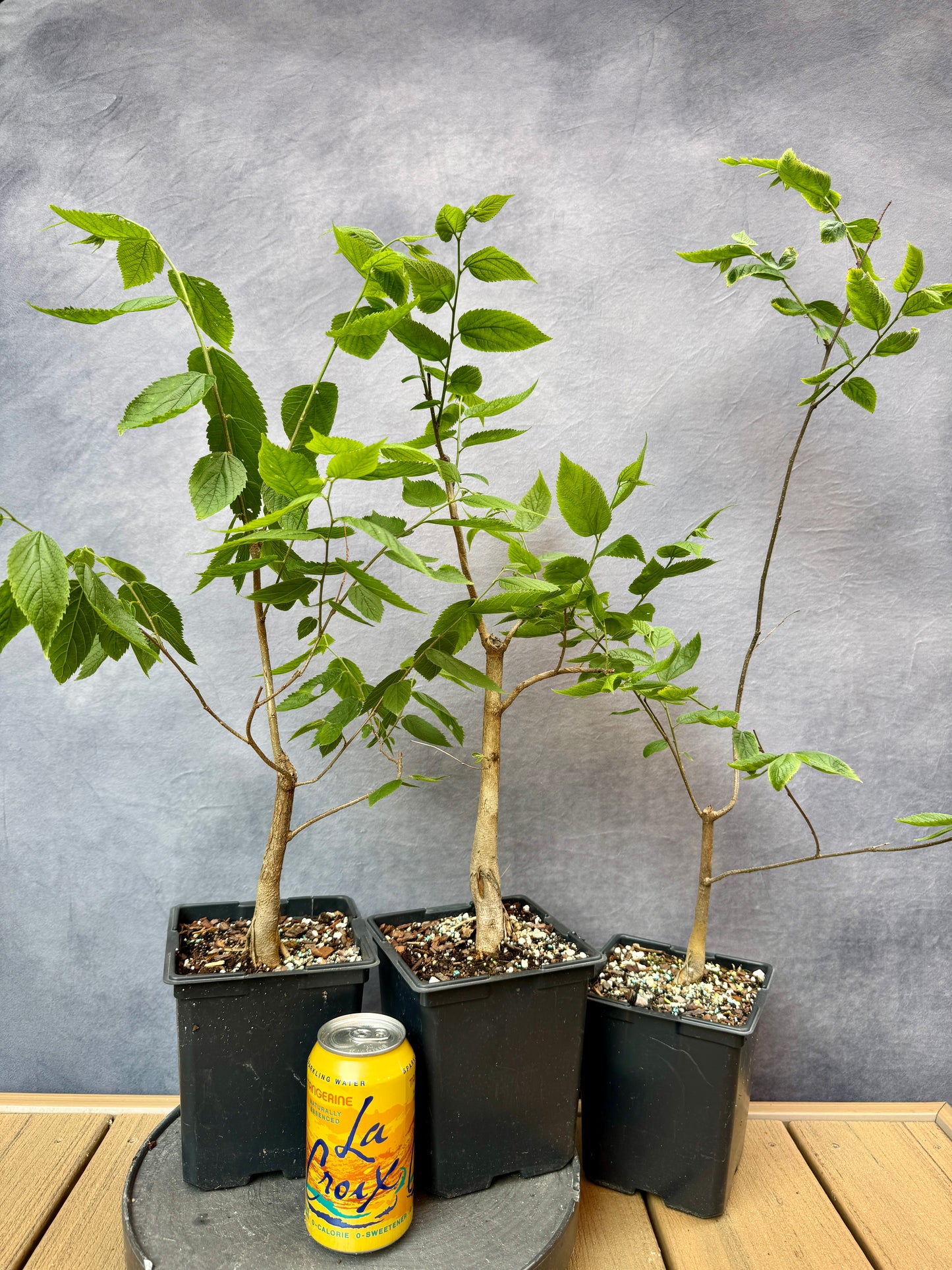 Common Hackberry