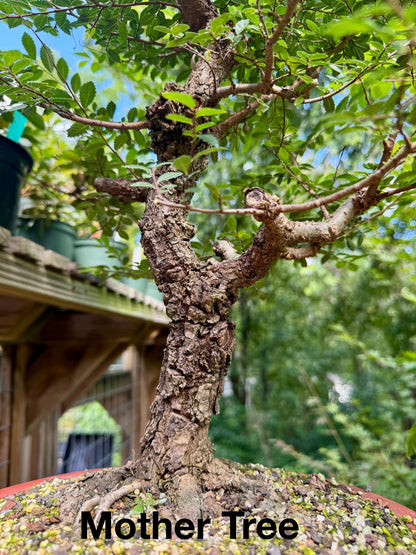 Corkbark Elm