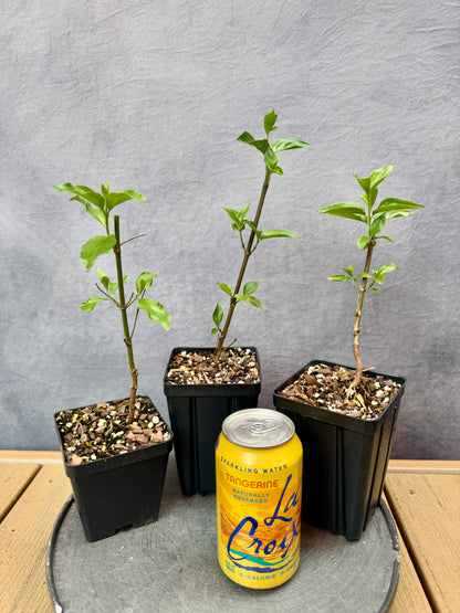 Cornelian Cherry