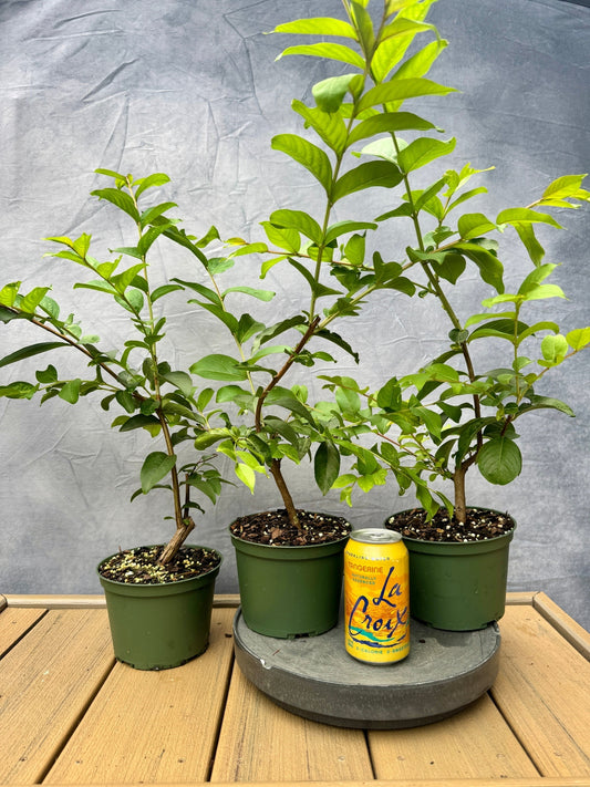 Crape Myrtle