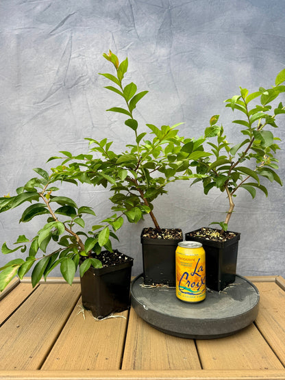 Crape Myrtle