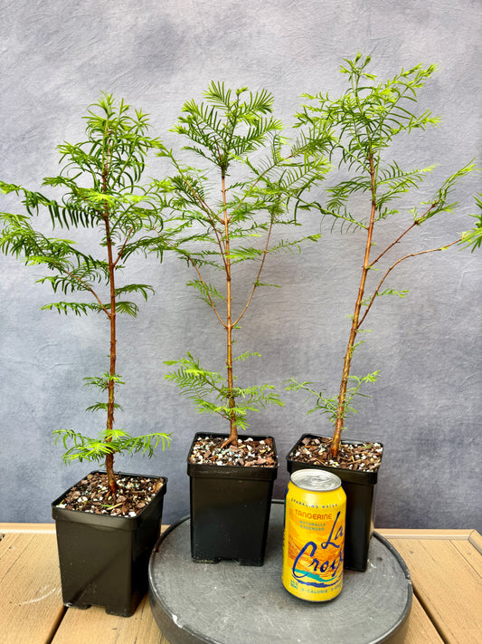 Dawn Redwood