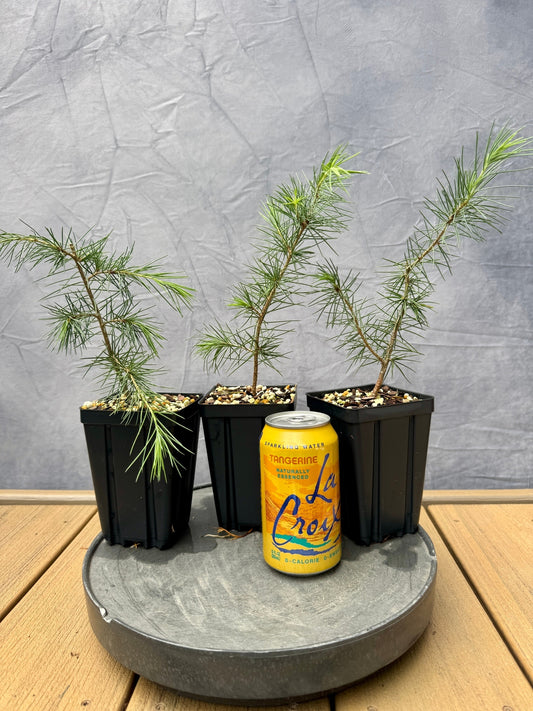 Deodar Cedar