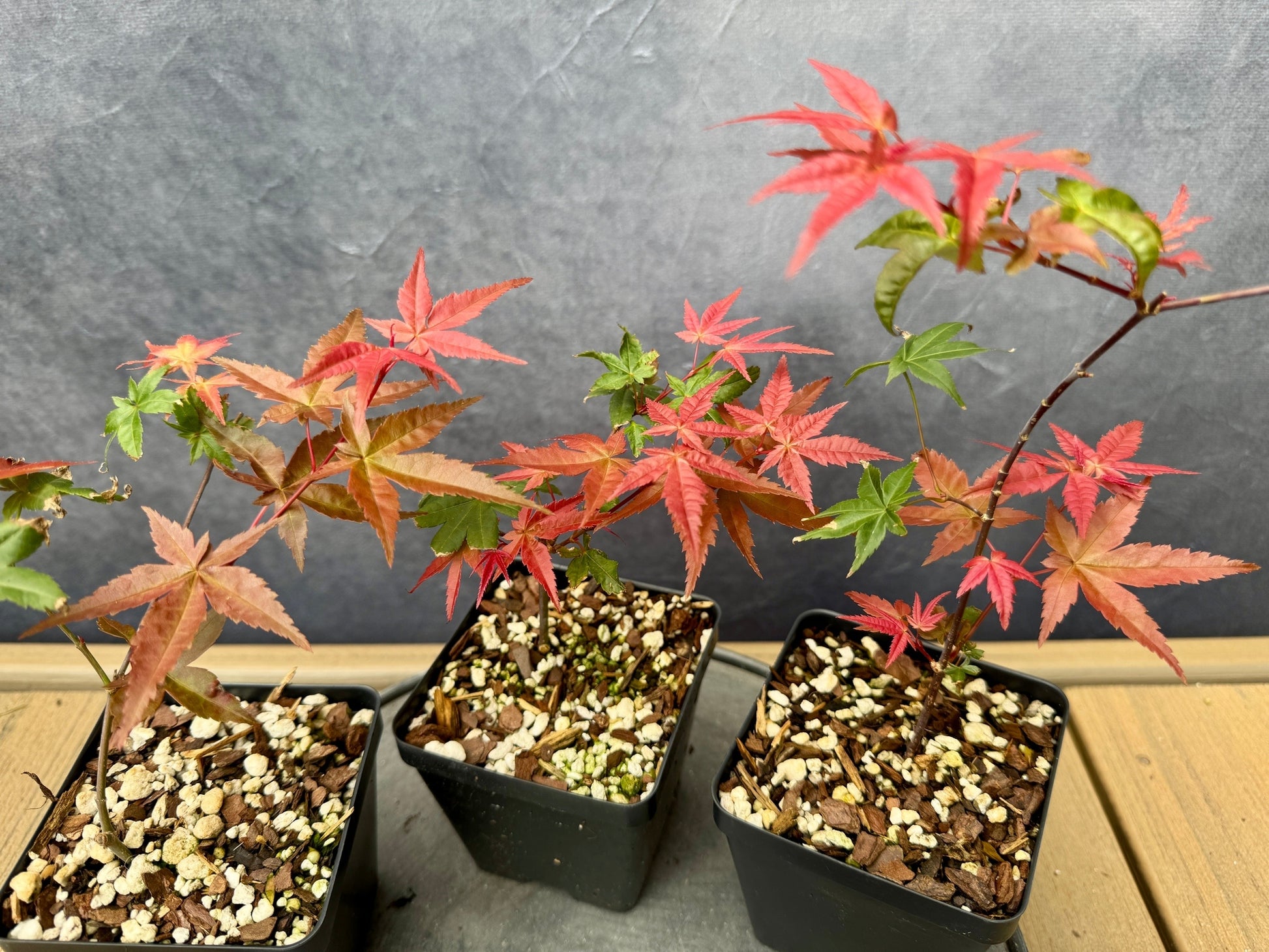 Deshojo' Japanese Maple - Cutting Grown