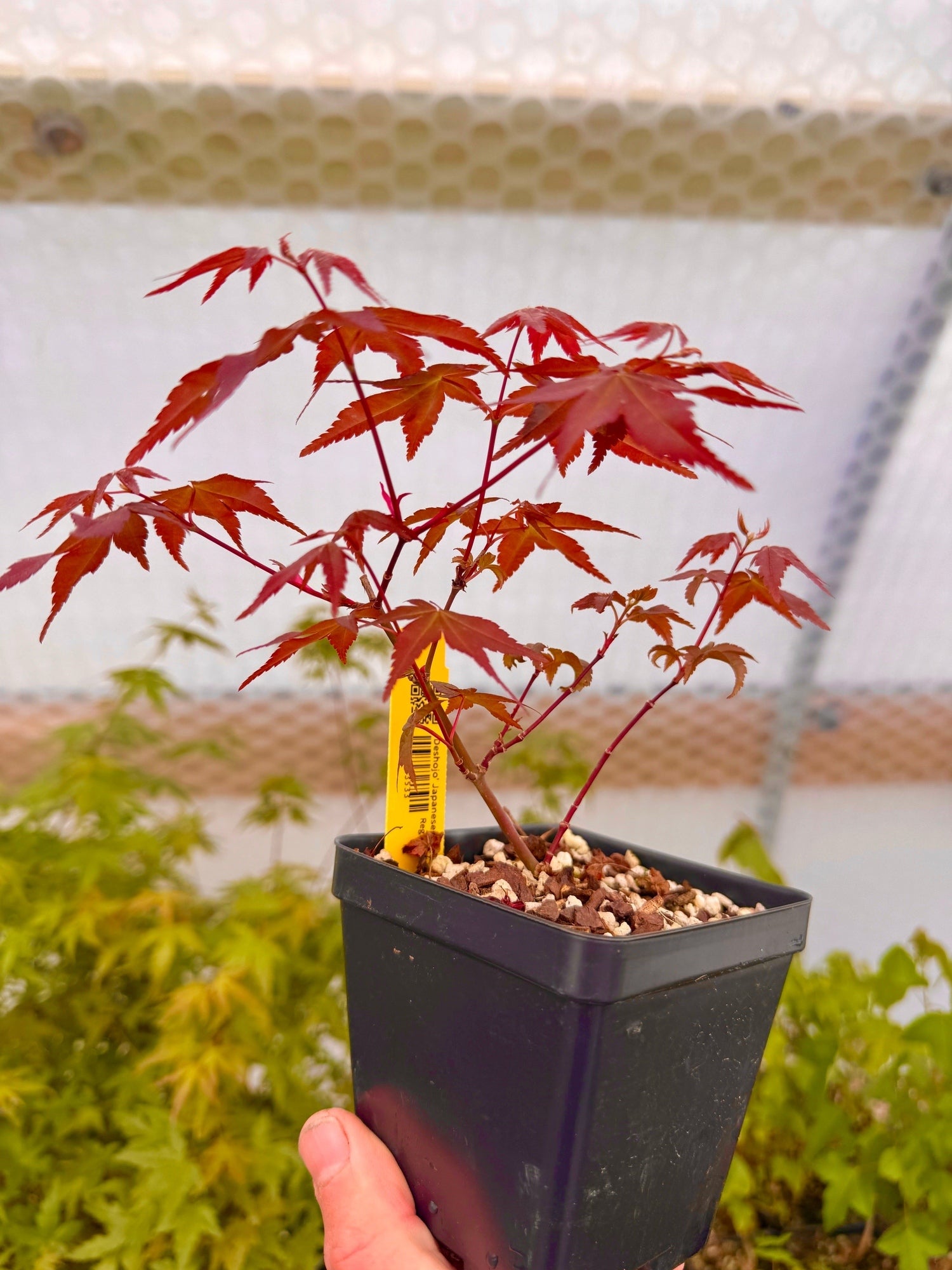 Deshojo' Japanese Maple - Cutting Grown