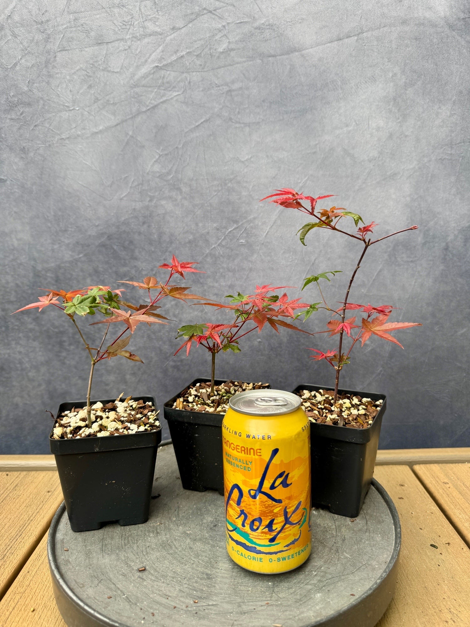 deshojo maple bonsai tree Deshojo' Japanese Maple - Cutting Grown