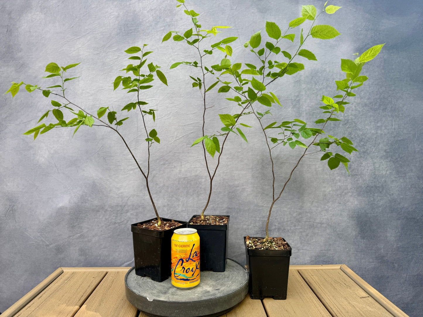 Dwarf Hackberry